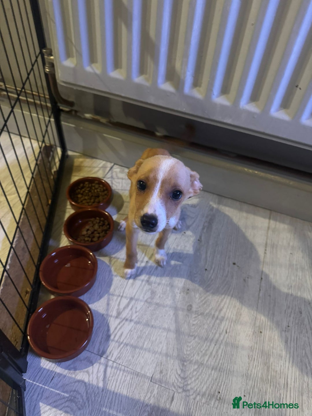 Mixed Breed dogs for sale: Dachshund crossed Jack Russell Chihuahua Puppies!  - Image 1