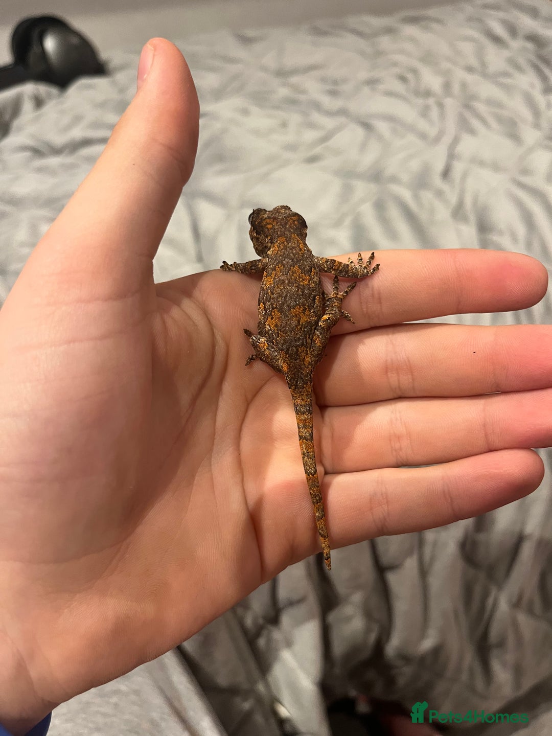 Gecko reptiles for sale: High red blotch gargoyle gecko  - Advert 4