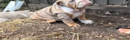 English Bulldog dogs for sale: Rare mini english bulldogs  - Advert 28