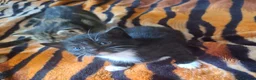 Mixed Breed cats for sale: KITTENS FOR SALE in Bristol - Advert 8