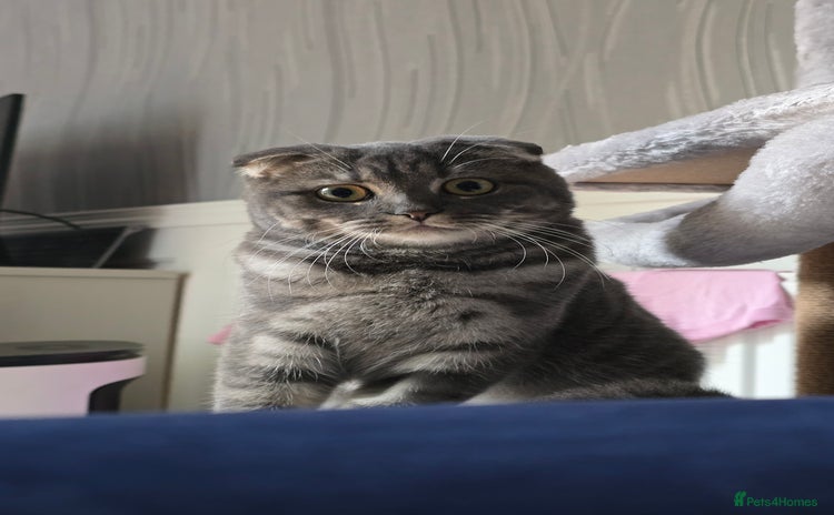 Scottish Fold cats in Skelmersdale - Advert 7