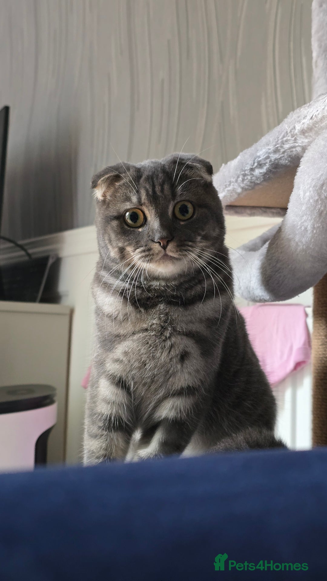 Scottish Fold cats for sale: Scottish Fold Indoor Kitten  in Skelmersdale - Image 1