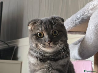 Scottish Fold cats in Skelmersdale - Advert 4