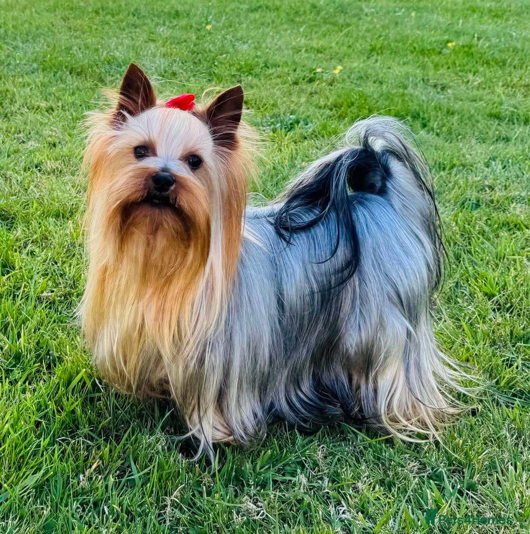 Morkie dogs for sale: Stunning F1 Morkie Puppies - Image 22