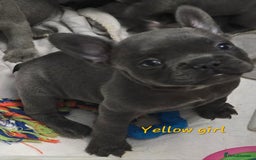 French Bulldog dogs for sale: Beautiful French bulldog puppies - Image 20