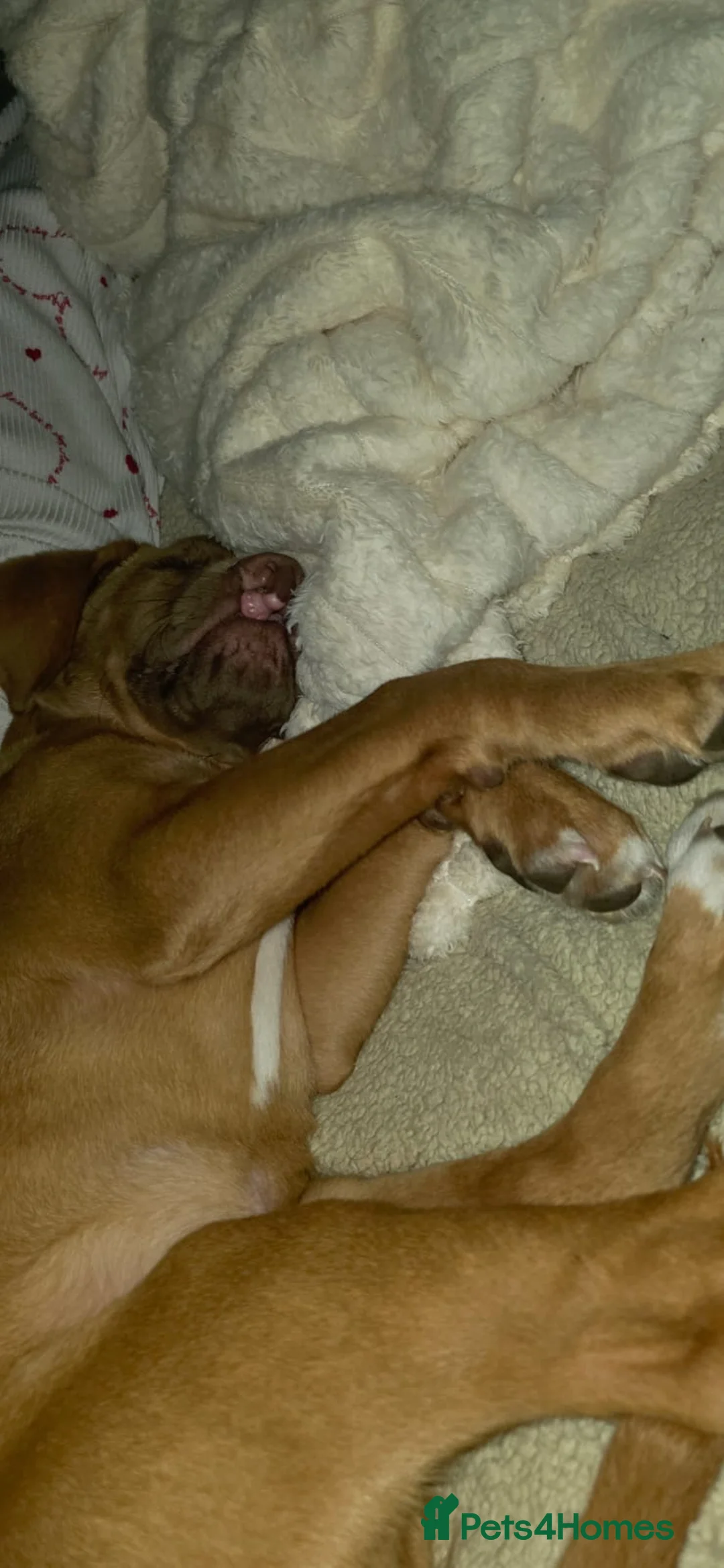 Dogue De Bordeaux dogs for sale: Dogue de Bordeaux in Southwold - Advert 1