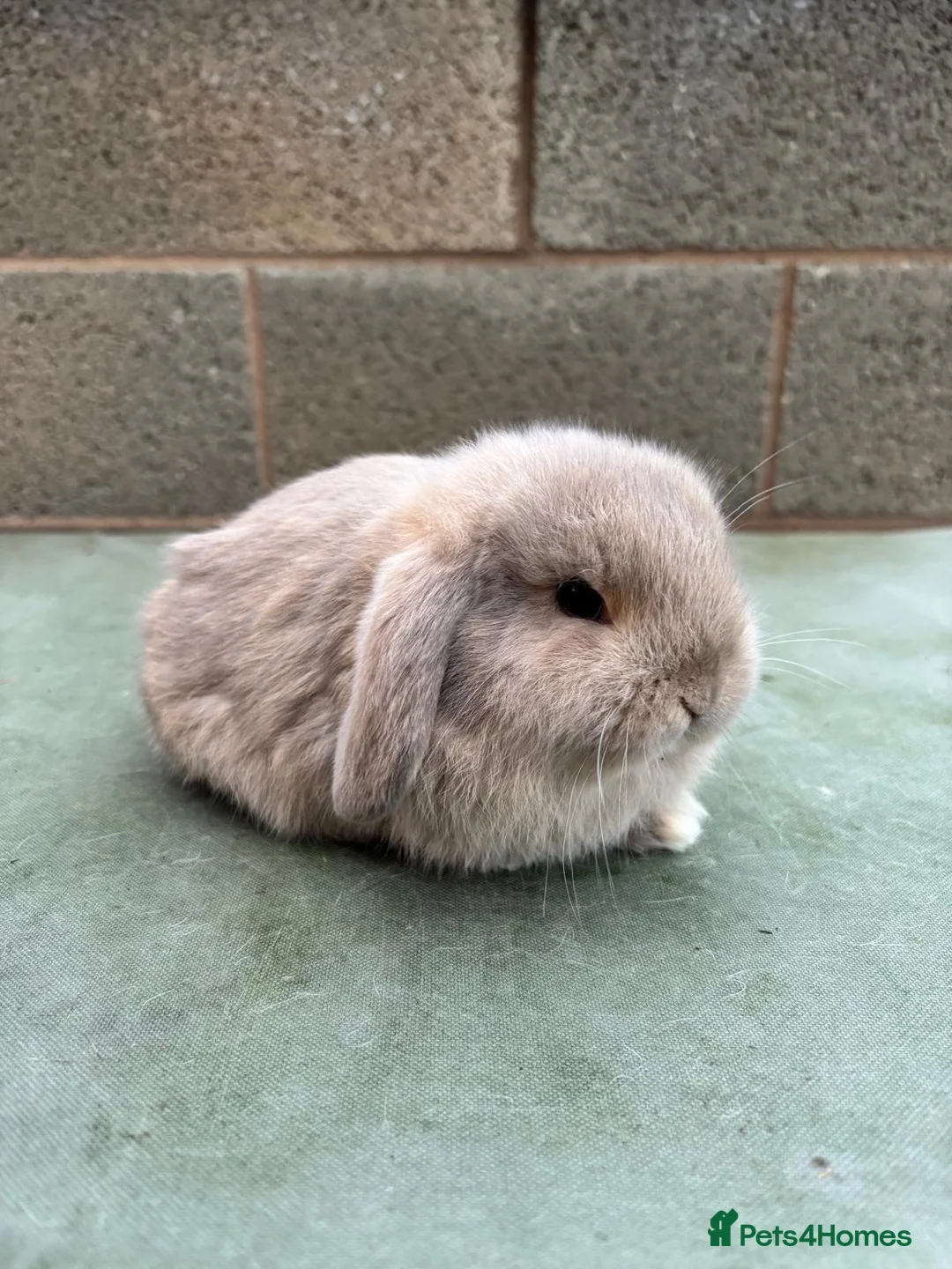 Mini Lop rabbits for sale: *Reserved* Beautiful female baby mini lop  - Advert 6