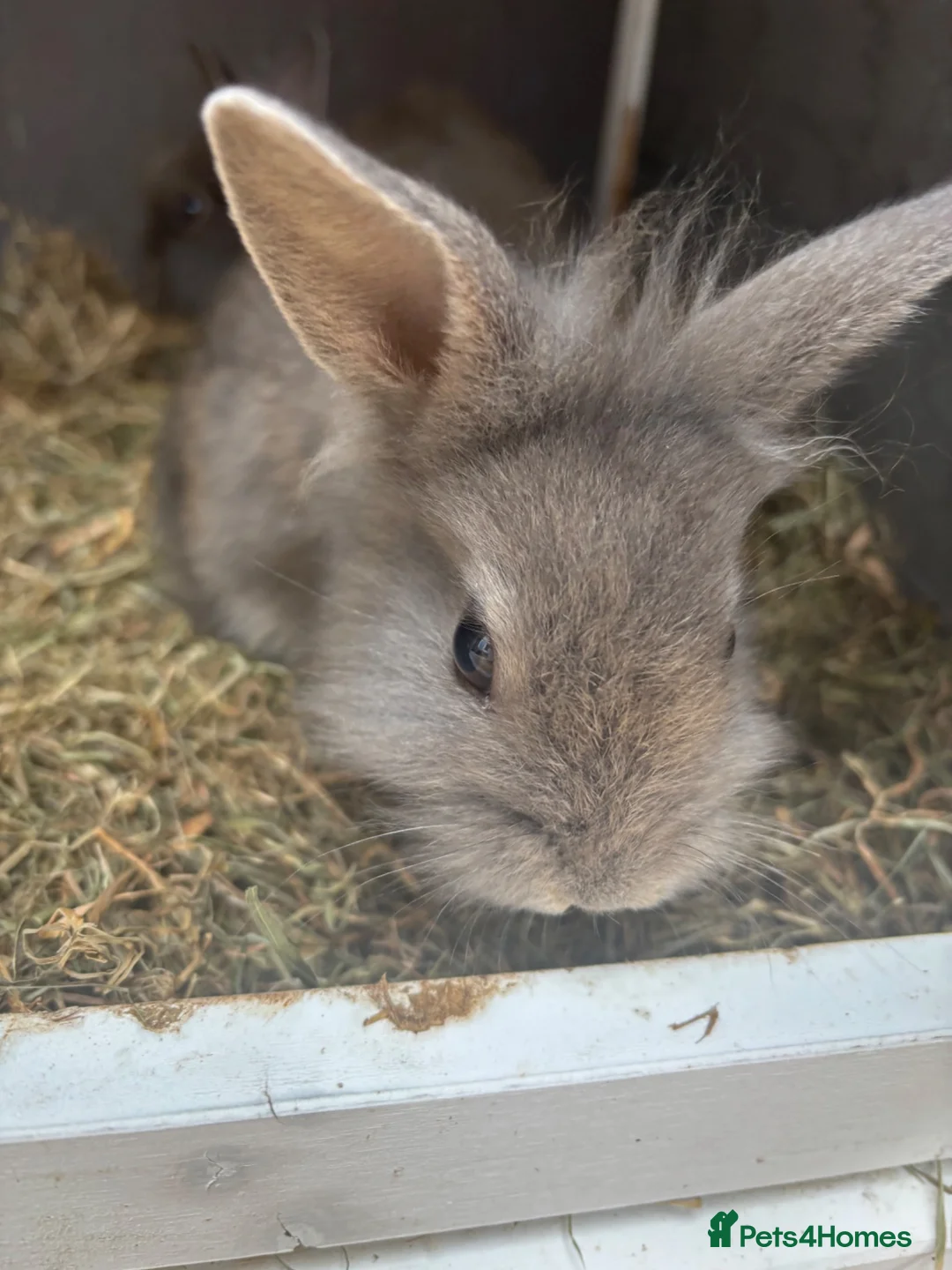 Lionhead rabbits for sale: Rabbits in Plymouth - Advert 2