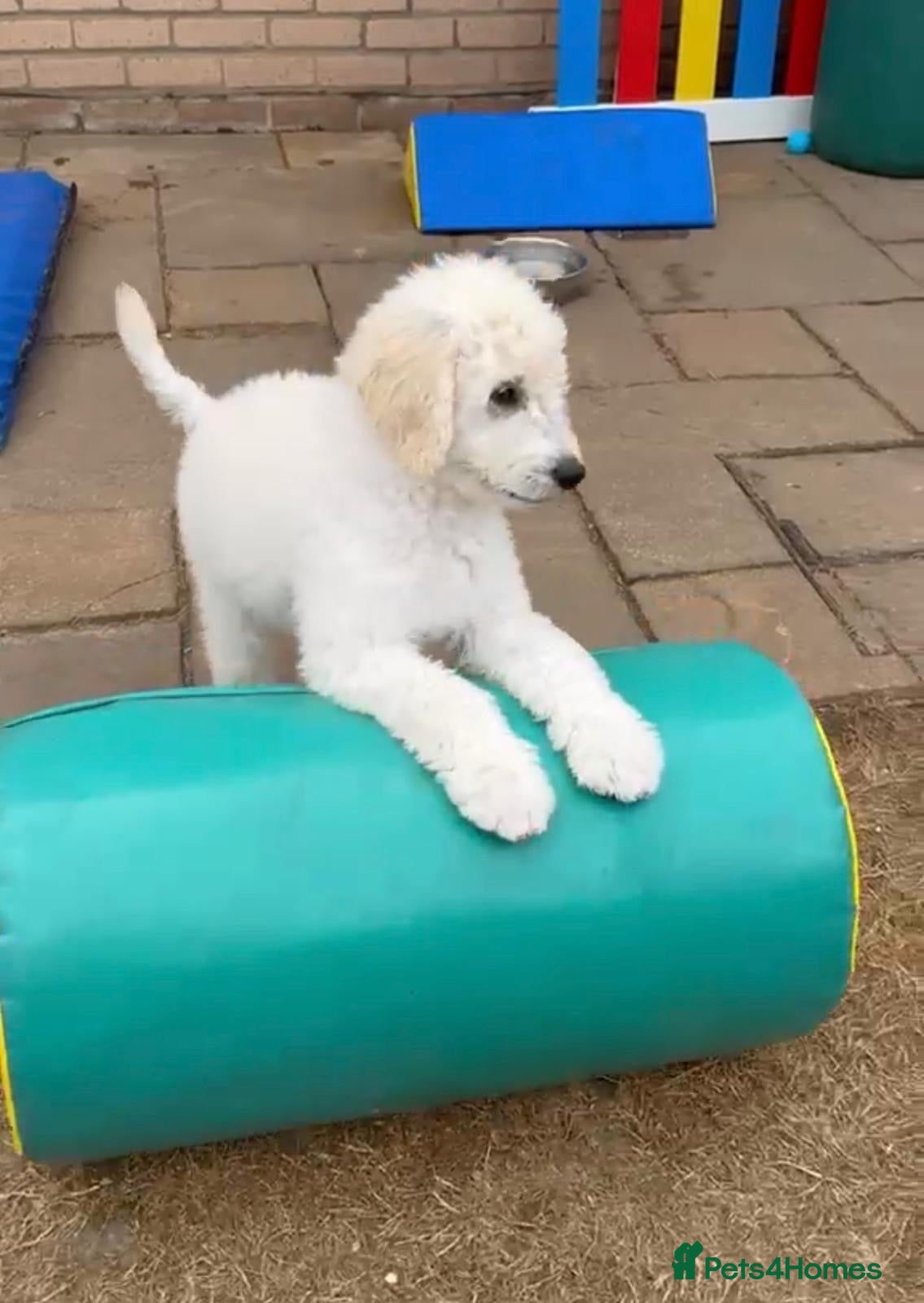 Goldendoodle dogs 🐾 Goldendoodle large puppies ready now 🐾 - Advert 1