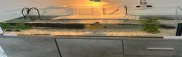Turtle reptiles for sale: Florida Cooter in Cannock - Advert 1