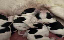 Sprocker dogs for sale: Adorable F1 Sprocker Spaniel Babies.  - Image 1