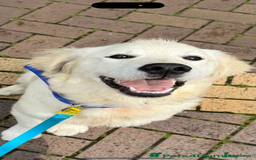 Golden Retriever dogs for sale: Fluffy, teddy bear, Kc Reg Golden Retriever Boy - Image 5
