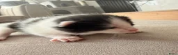 Domestic Shorthair cats for sale: 3 kittens left  - Advert 4