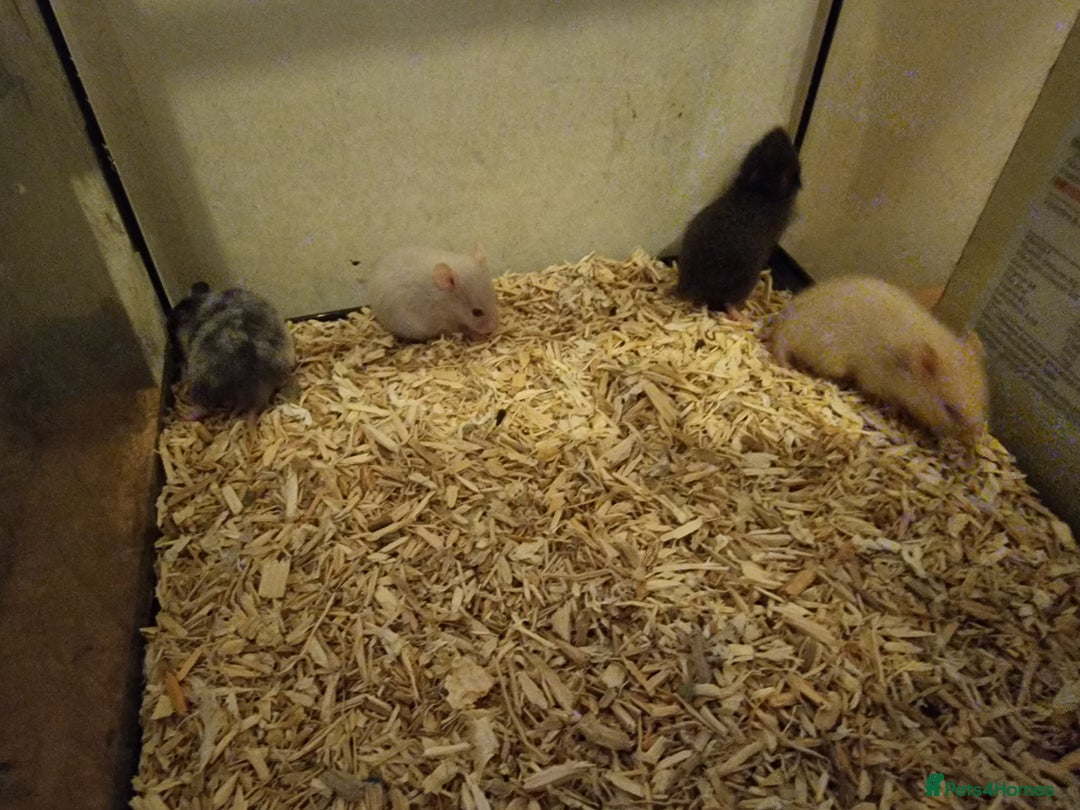 Hamster rodents for sale: Baby syrian hamsters  - Image 3