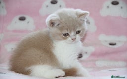 British Shorthair cats for sale: British Shorthairs. kittens - Image 3