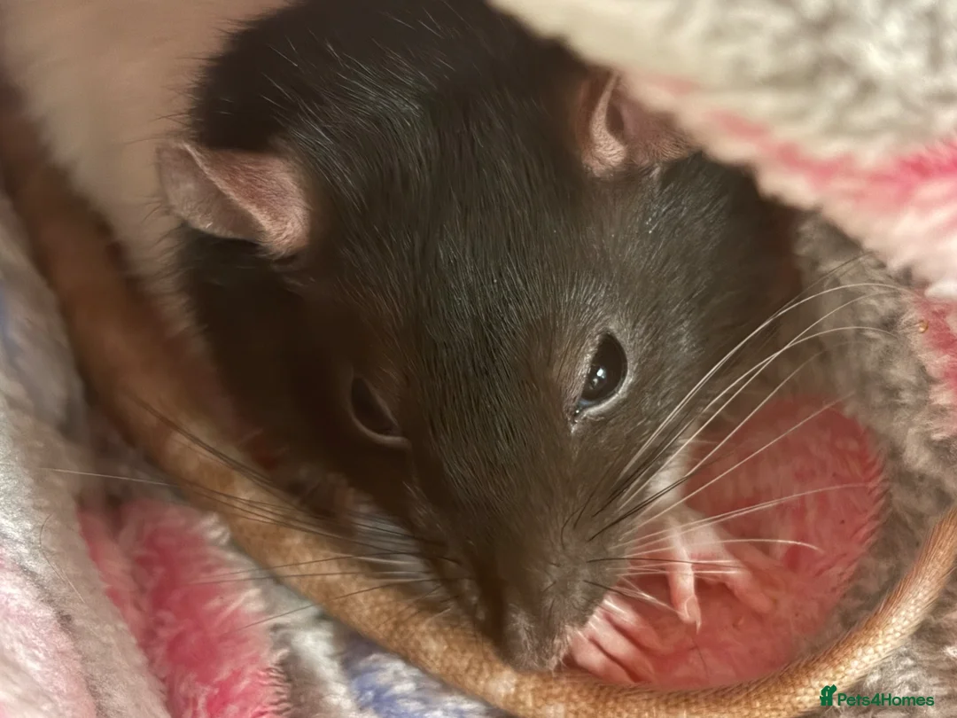 Rat rodents for sale: 2 Female rat with full cage setup - Advert 1