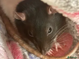 Rat rodents 2 Female rat with full cage setup - Advert 2