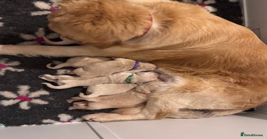 Golden Retriever dogs - Advert 6