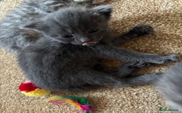 Mixed Breed cats for sale: Three Gorgeous Kittens - Image 16