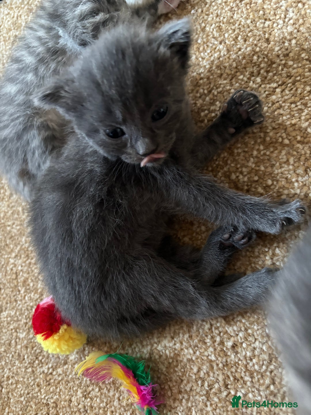 Mixed Breed cats for sale: Three Gorgeous Kittens - Image 16