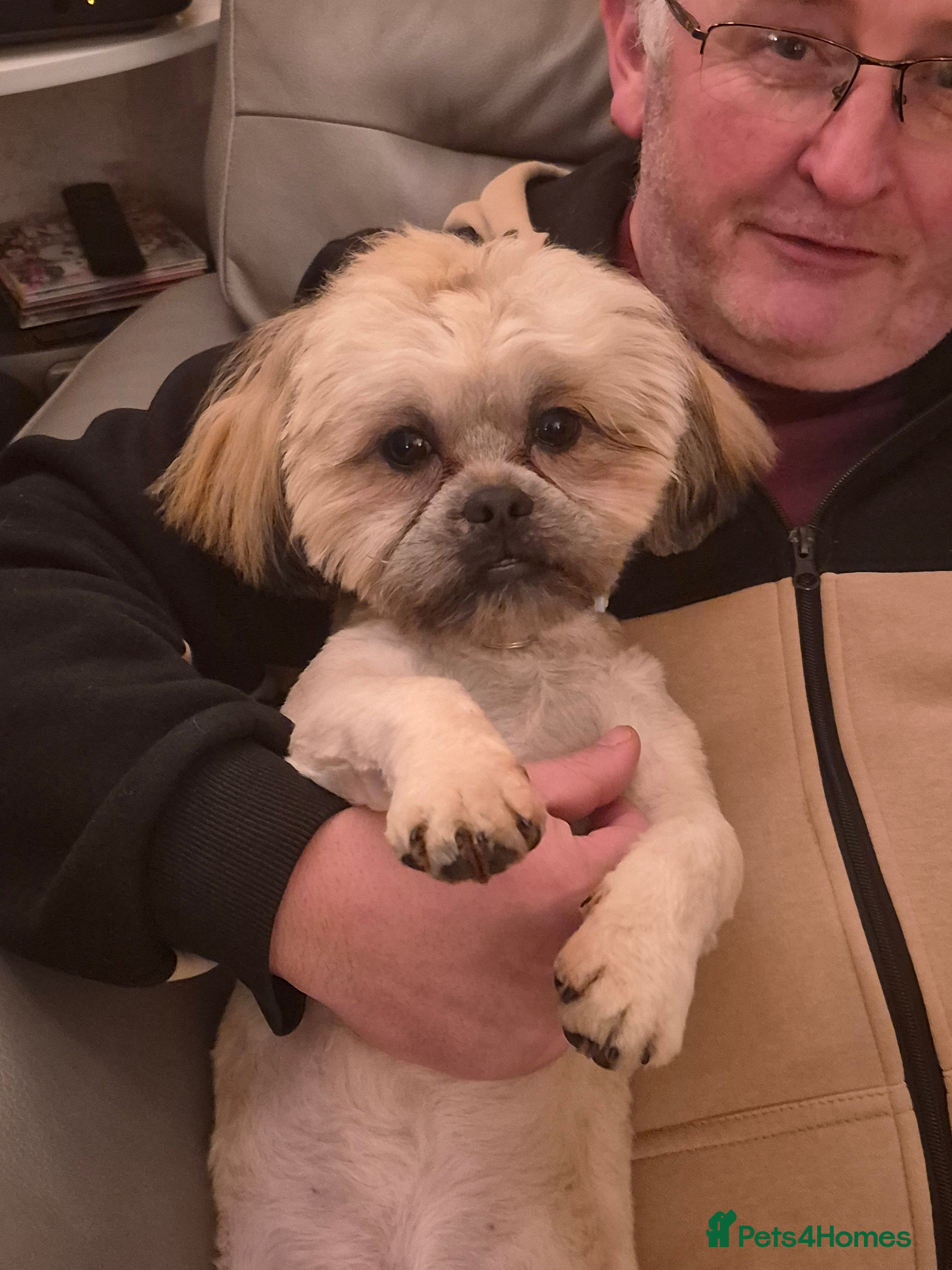 Shih Tzu dogs 8 month old shih tzu (teddy) - Advert 14
