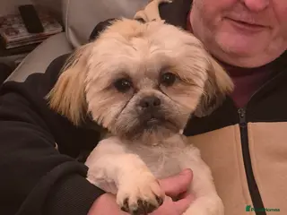 Shih Tzu dogs 8 month old shih tzu (teddy) - Advert 14