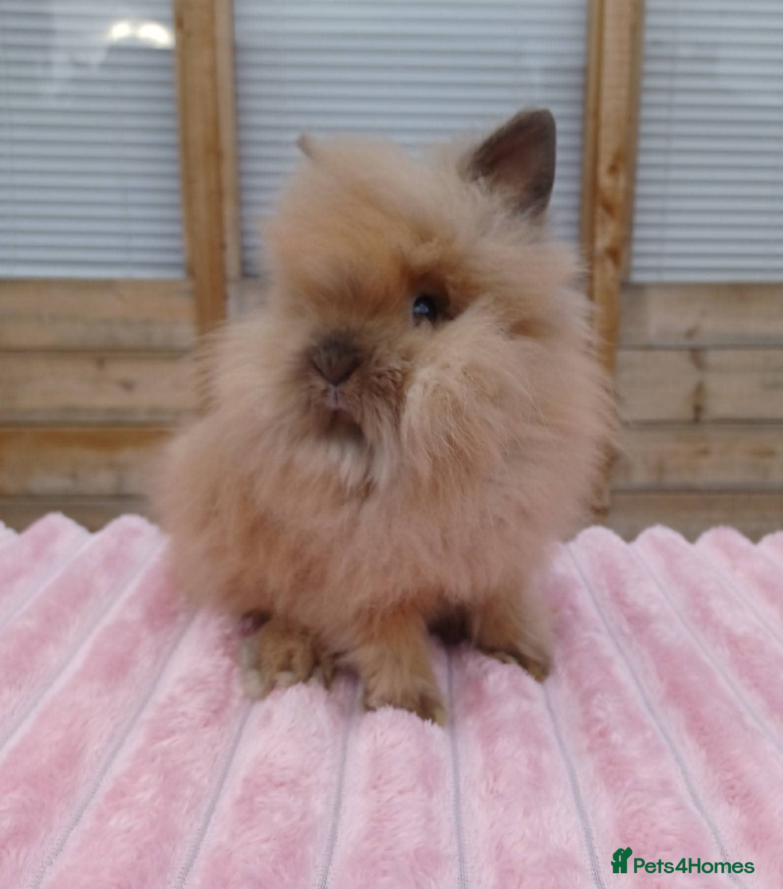 Lionhead rabbits Lionhead buns - Advert 12