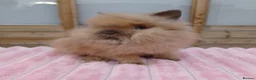 Lionhead rabbits for sale: Lionhead buns - Advert 7