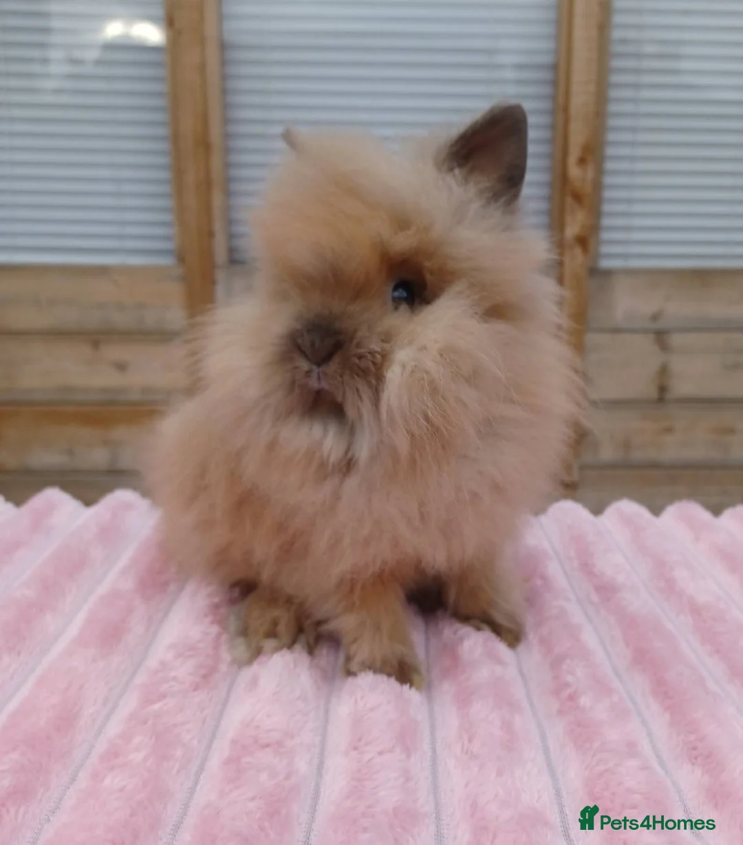 Lionhead rabbits for sale: Lionhead buns - Advert 1