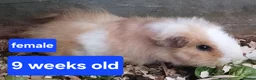 Guinea Pig rodents for sale: Guinea pigs  - Advert 9