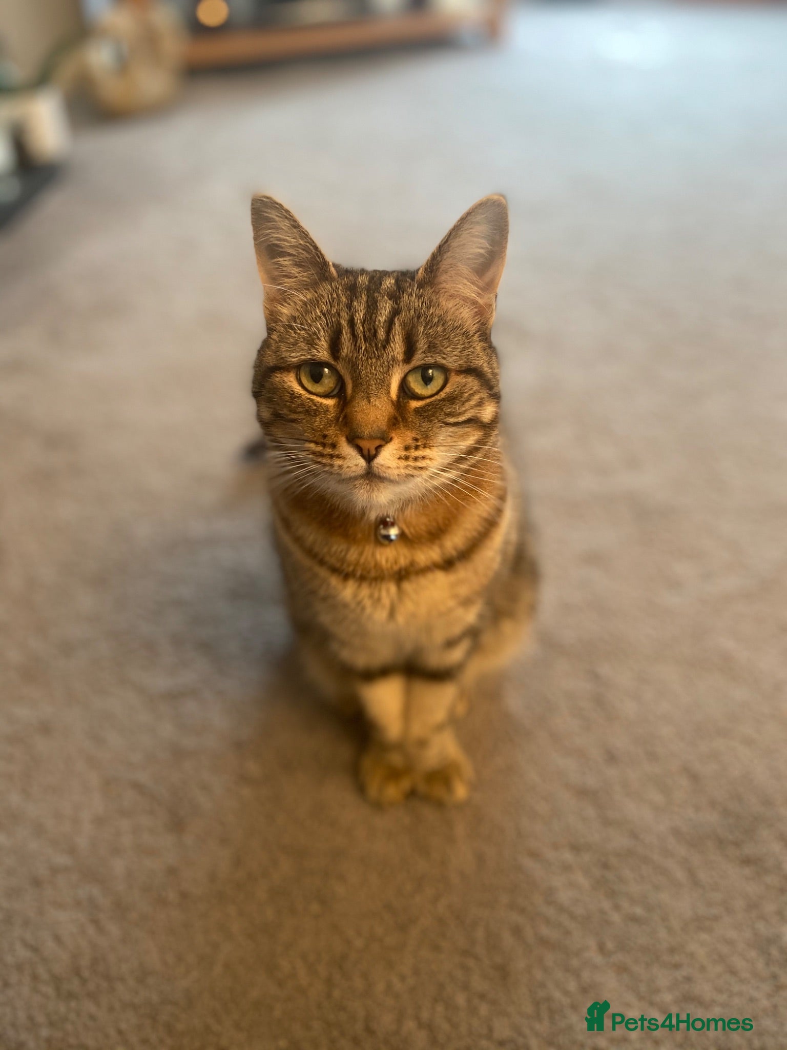 Mixed Breed cats Cat looking for new home - Advert 1