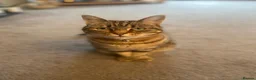 Mixed Breed cats for sale: Cat looking for new home - Advert 1