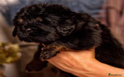 Tibetan Mastiff dogs for sale:  Beautiful Tibetan Mastiff puppies available - Image 5