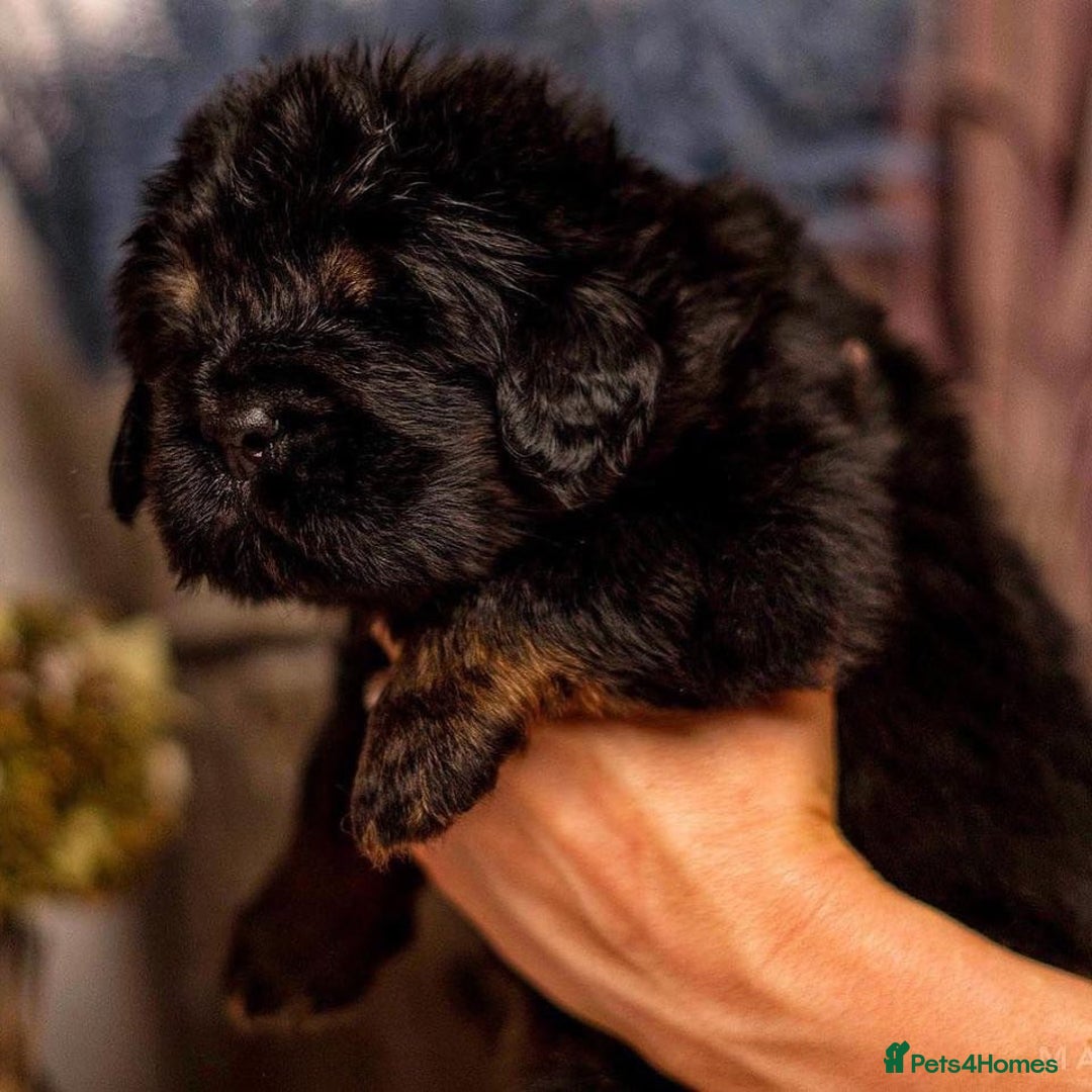 Tibetan Mastiff dogs for sale:  Beautiful Tibetan Mastiff puppies available - Image 5