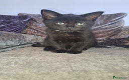 Mixed Breed cats for sale: Stunning black and ghost/black tabby kittens - Image 12