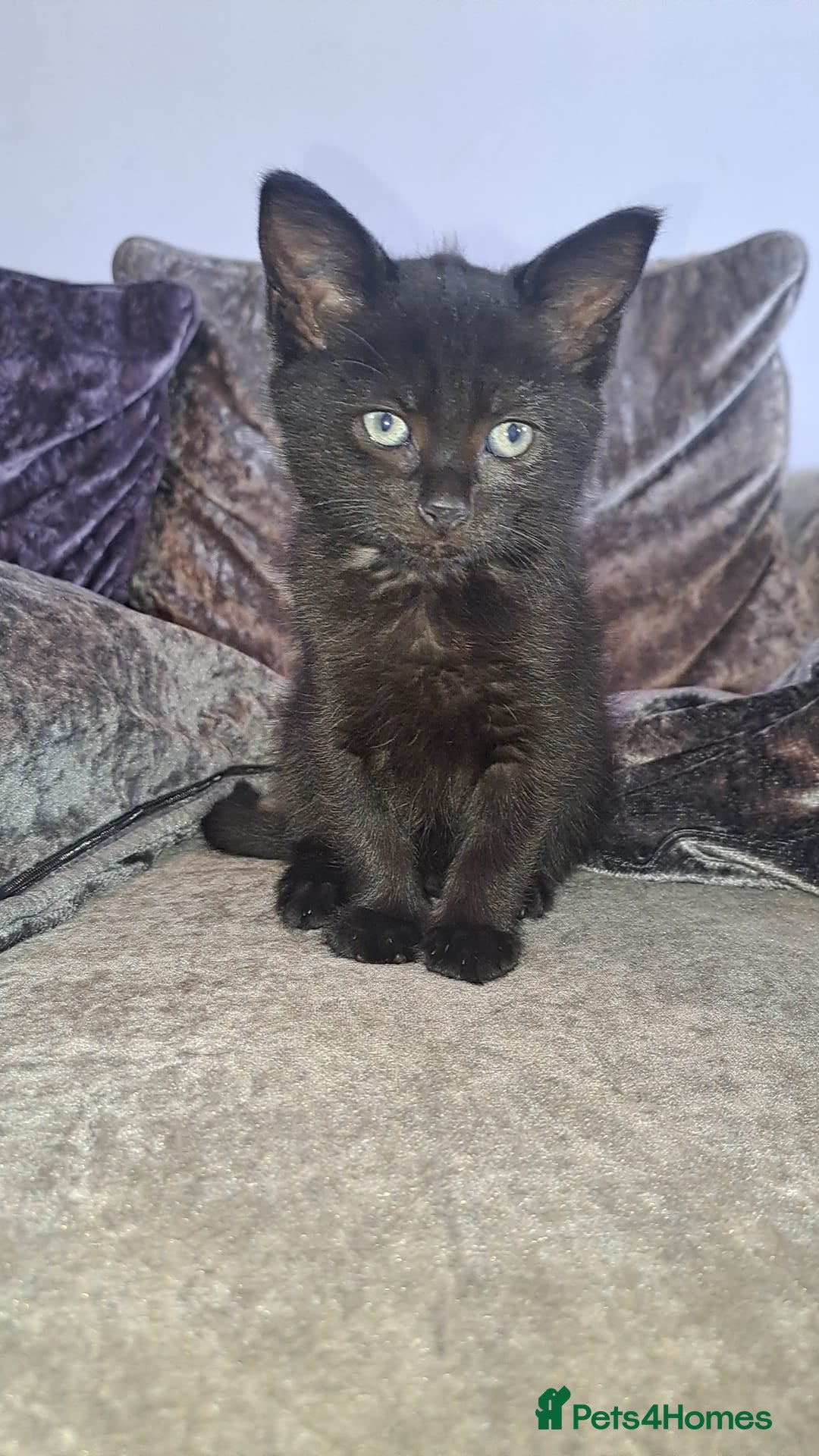 Mixed Breed cats for sale: Stunning black and ghost/black tabby kittens - Image 12