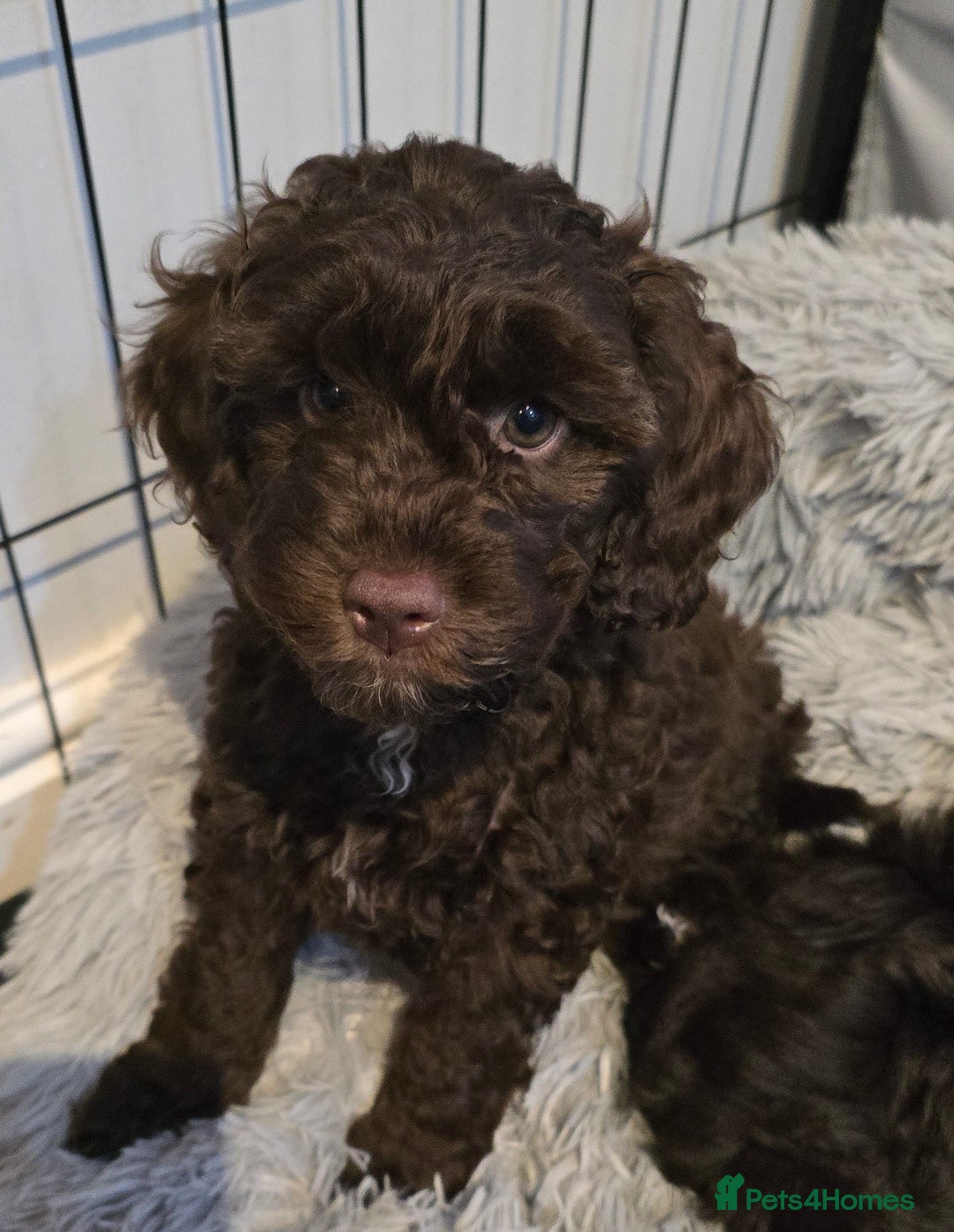 Cockapoo dogs for sale: 2 little F1B girl cockapoos ready to go - Advert 3