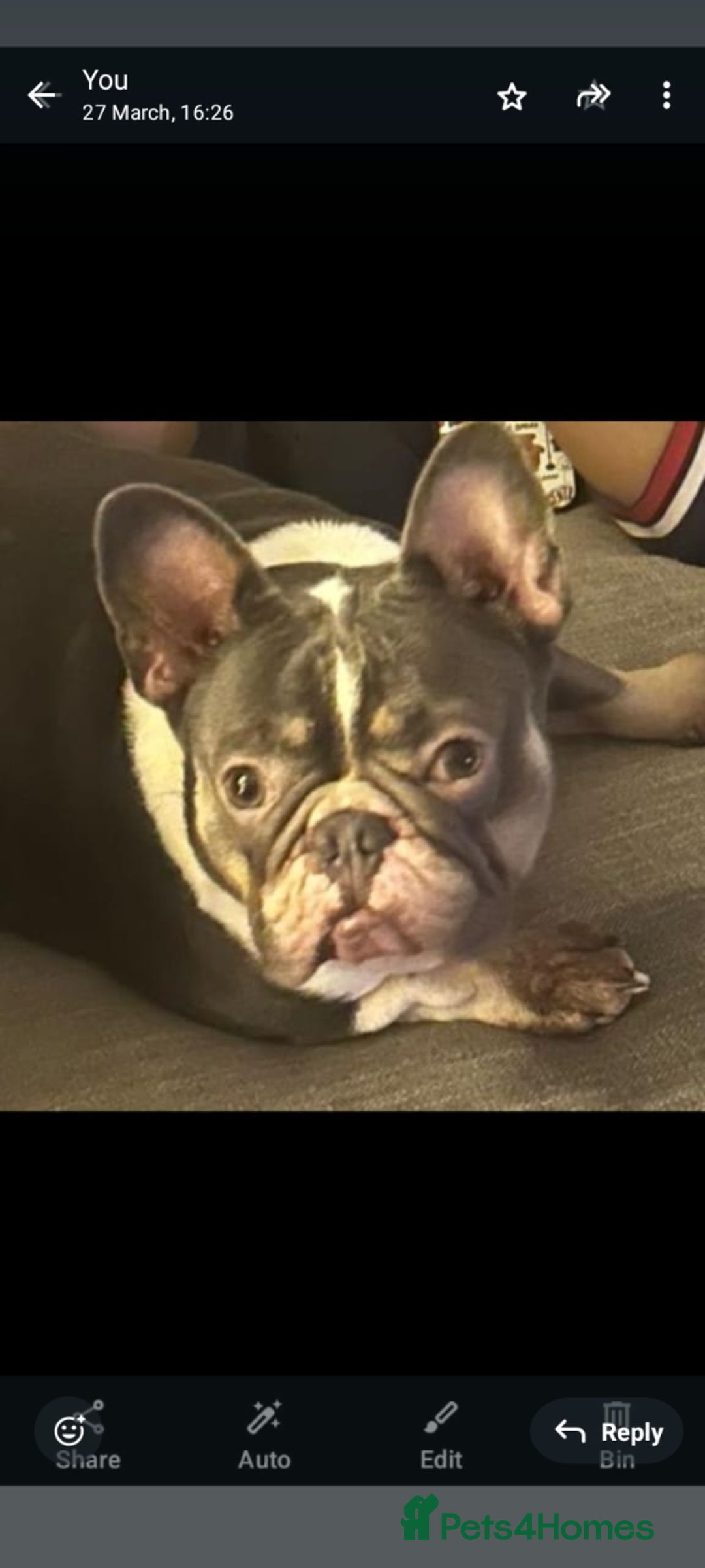 French Bulldog dogs for sale: Introducing the lovely Marley Bear - Image 1