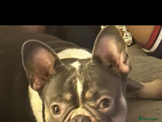 French Bulldog dogs - Advert 3