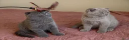 Scottish Fold cats for sale: 3 lovely Scotish Fold kittens  - Advert 9