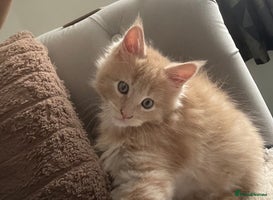 Maine Coon cats 💖 Maine Coon Kitten Boy Looking for a new home - Advert 5