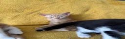 Mixed Breed cats for sale: GORGEOUS KITTENS  - Advert 8