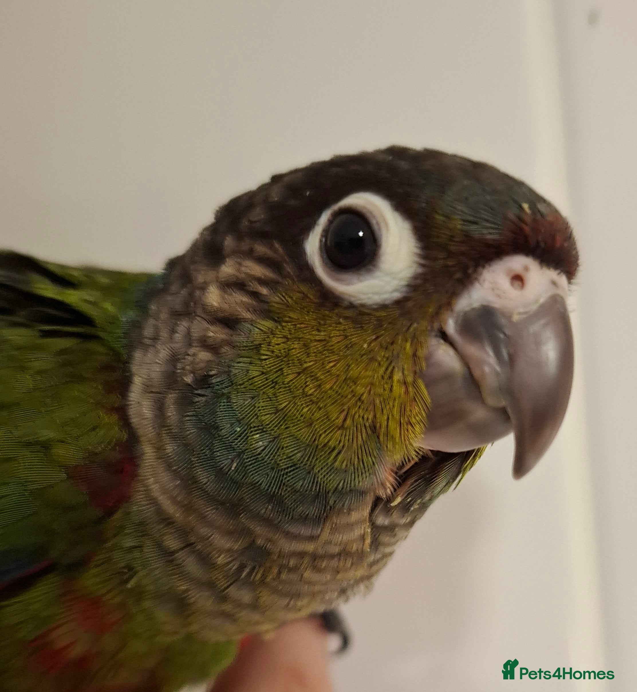Conures birds  Hand Reared Crimson Bellied Conure - Advert 3