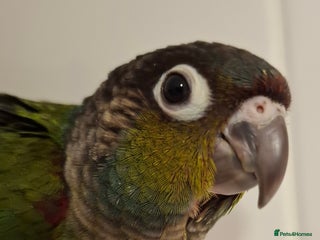 Conures birds Hand Reared Crimson Bellied Conure - Advert 2