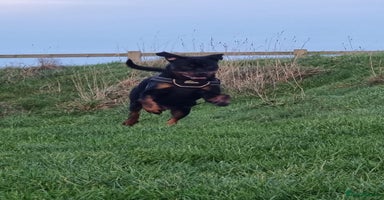 Rottweiler dogs - Advert 8