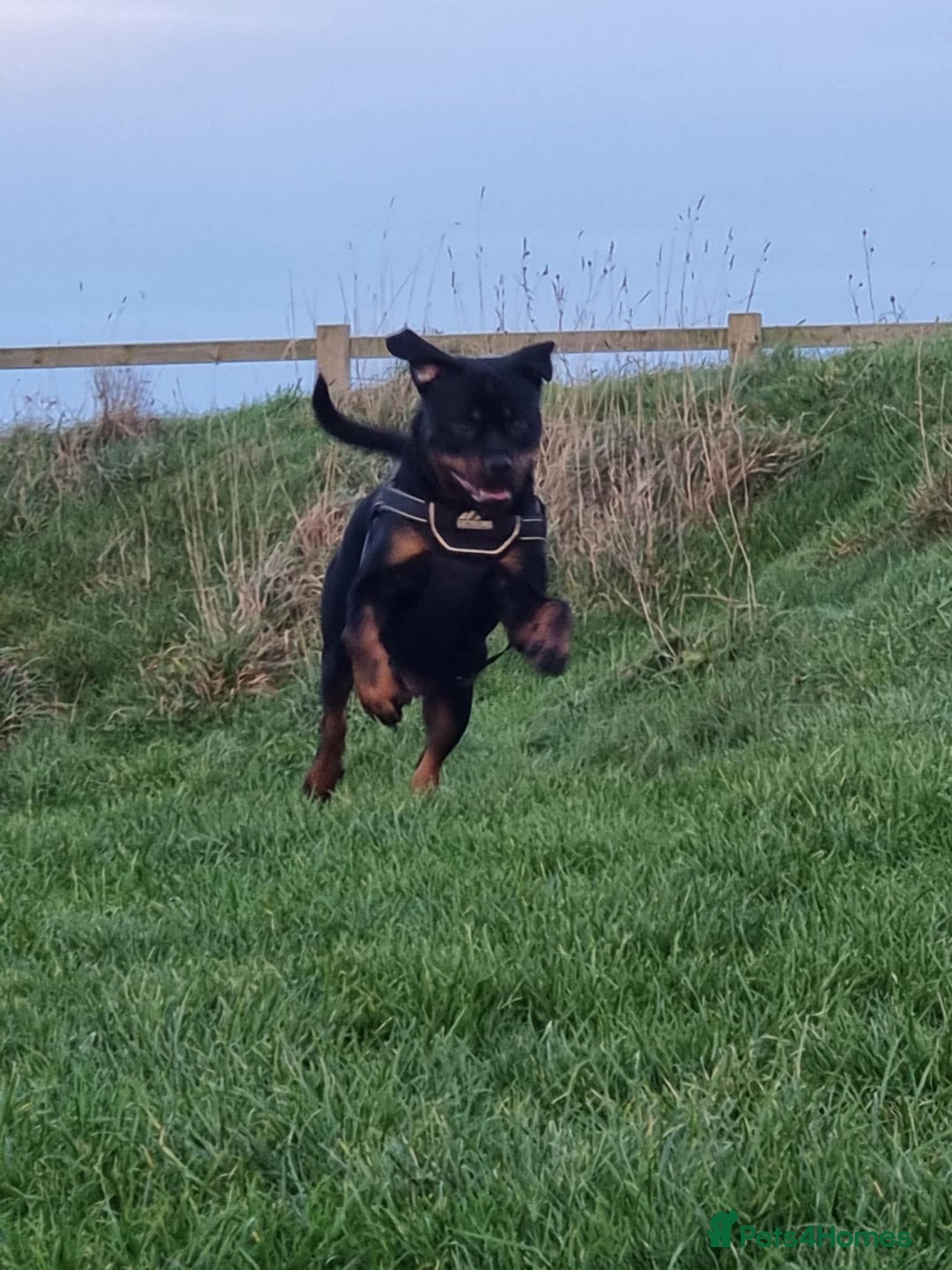 Rottweiler dogs for sale: Pure breed Rottweiler  - Image 3