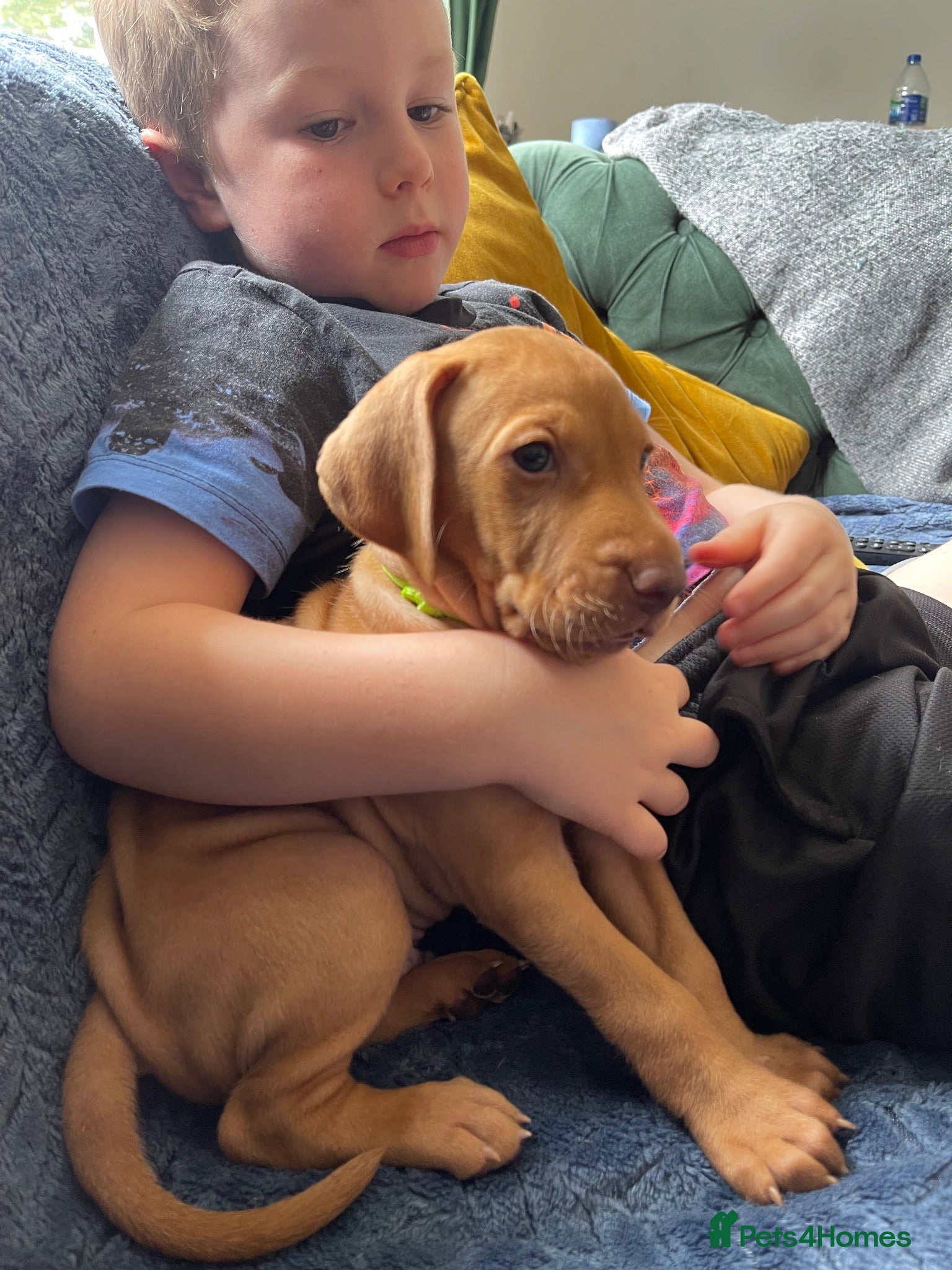 Hungarian Vizsla dogs Hungarian vizsla puppies  - Advert 2