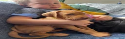 Hungarian Vizsla dogs for sale: Hungarian vizsla puppies 3 boys Ready now  - Advert 5
