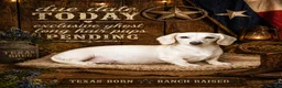 Miniature Dachshund dogs for sale: KC CLR Long Hair Cream Mini Dachshunds - Advert 3