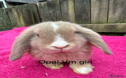 Mini Lop rabbits for sale: Friendly pure mini lops - Image 2